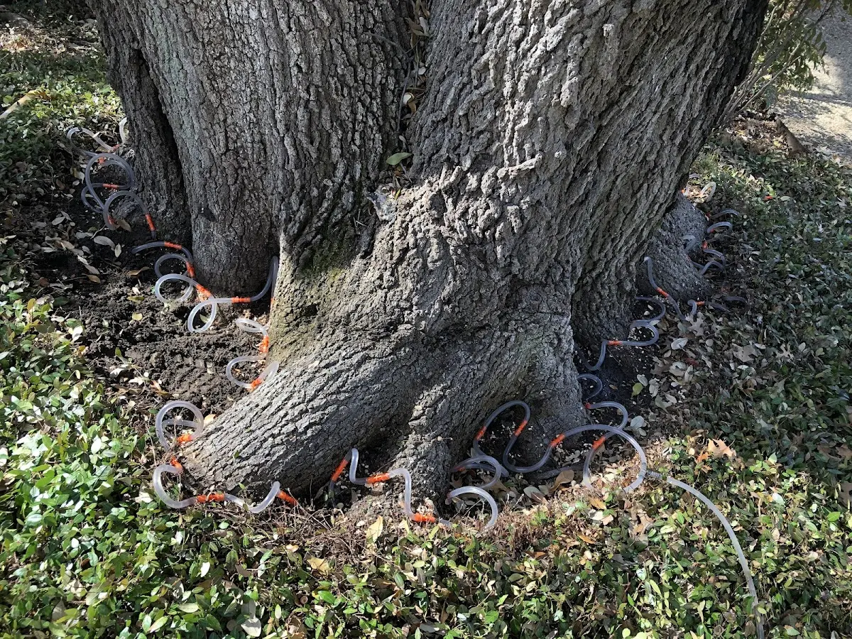 Detailed Tree Cabling and Bracing job site in Kansas City