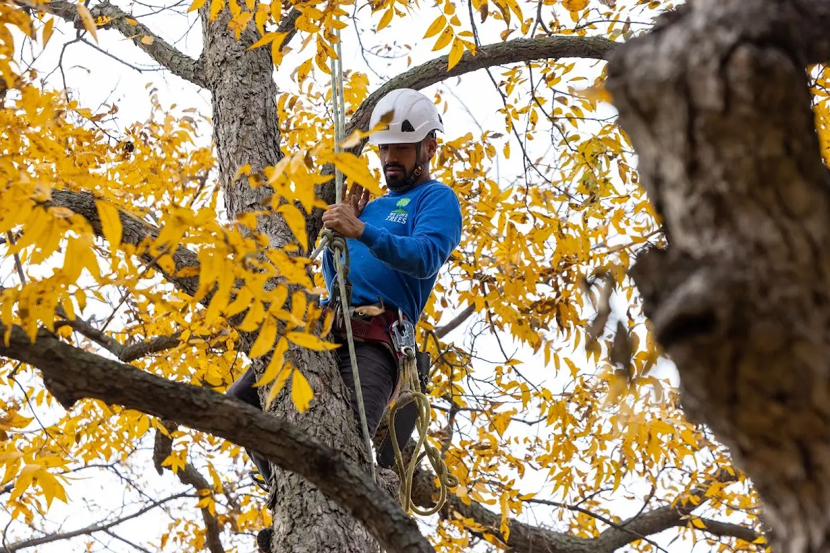 Skilled Storm Damage Cleanup crew working in Kansas City